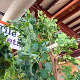 Large Artificial Eucalyptus Tree (Brown Trunk, Green Mixed Foliage)